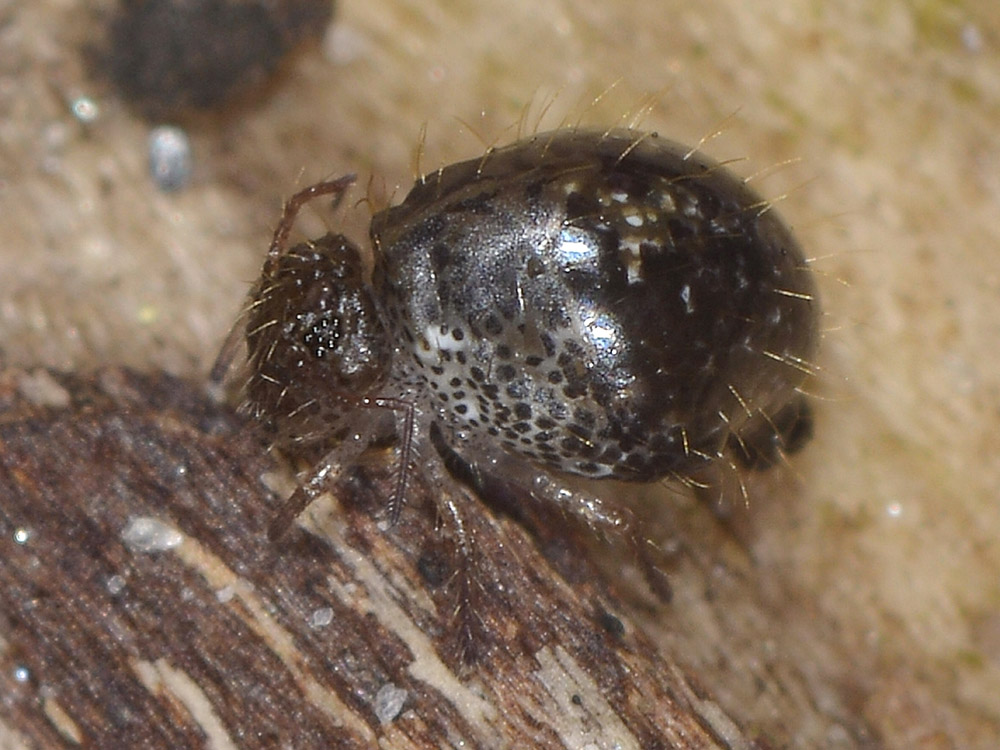 Allacma cfr fusca (Sminthuridae)